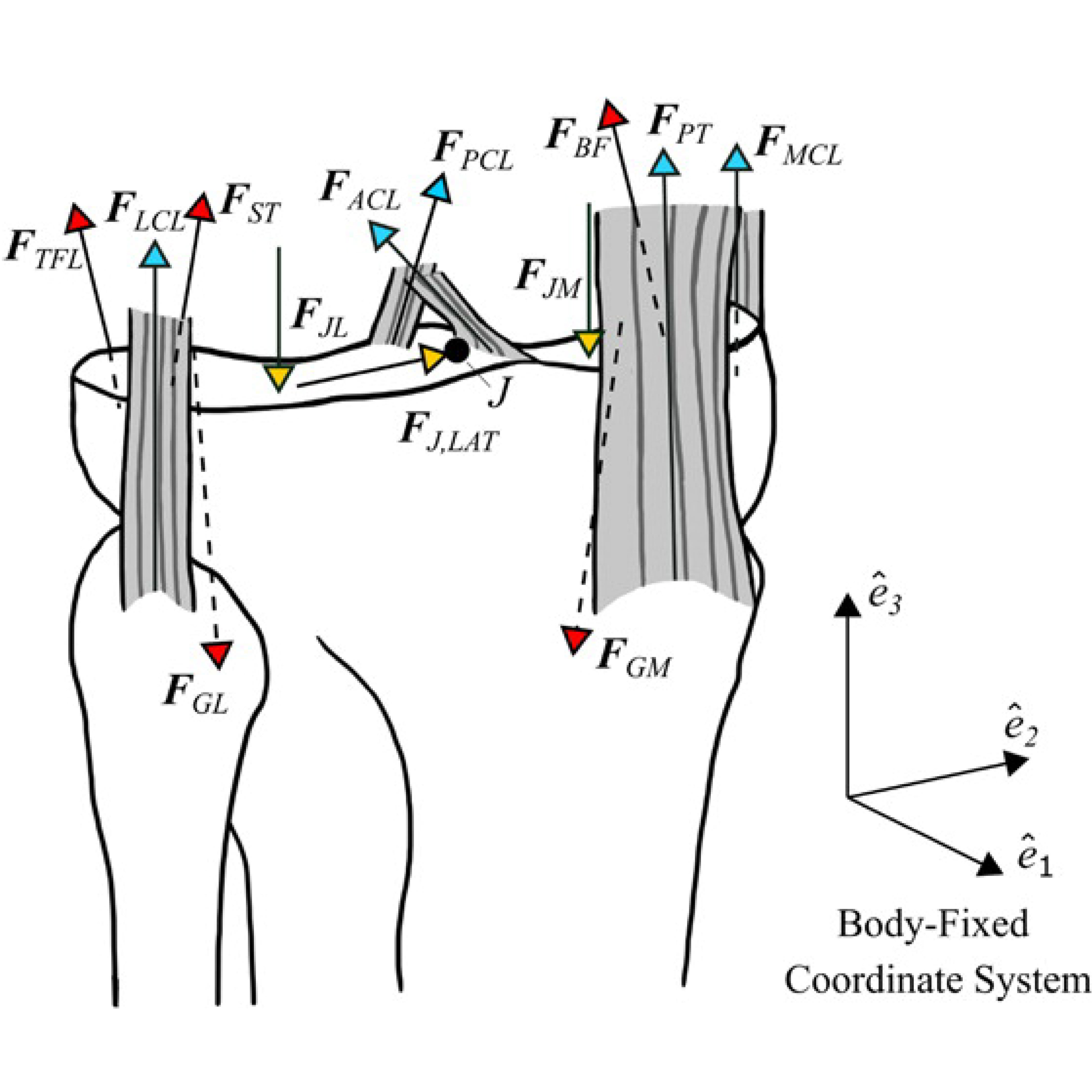 Knee Joint Loading